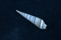 藏品(筍螺)的圖片